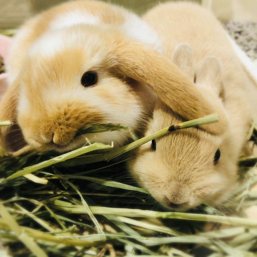 チモシー一番刈り