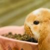 カスタムウサギの栄養食