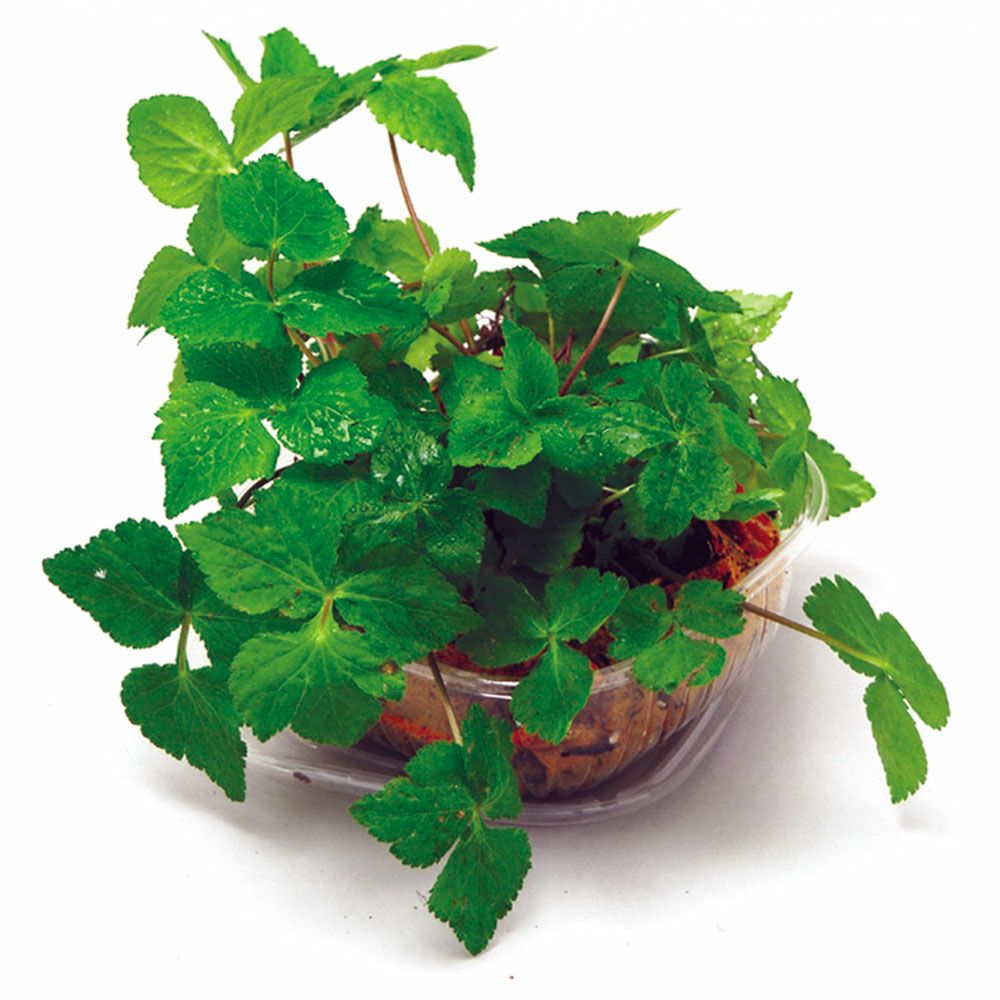 ペットサラダ　三つ葉