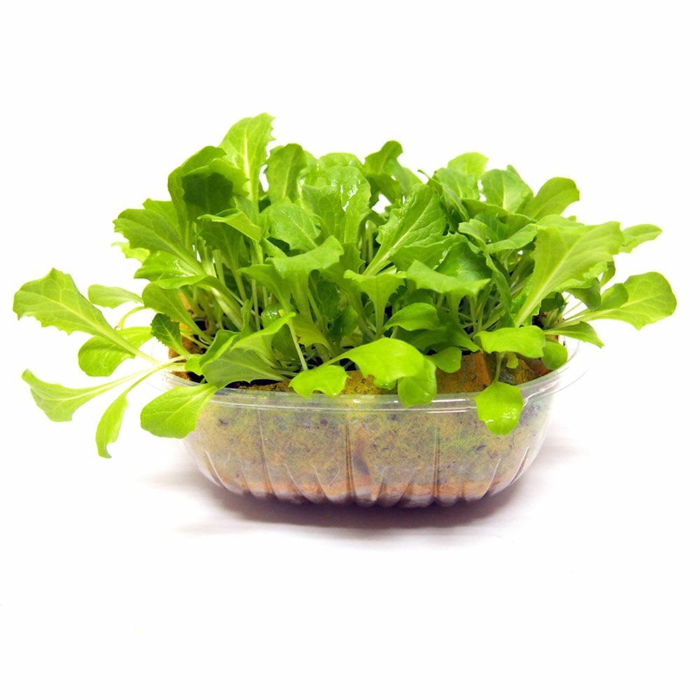 ペットサラダ　リーフレタス