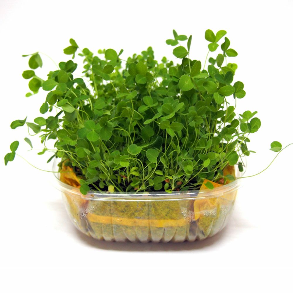 ラビットサラダ　クローバー