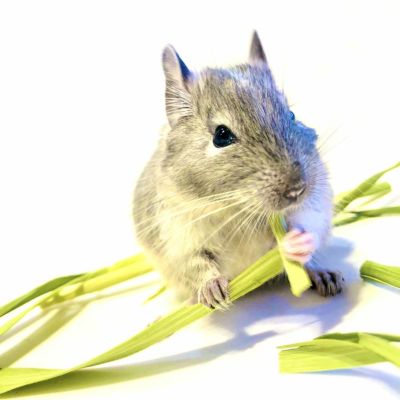 P2 小動物用乾燥牧草 チモシー 一番刈 800g | P2 ONLINE STORE