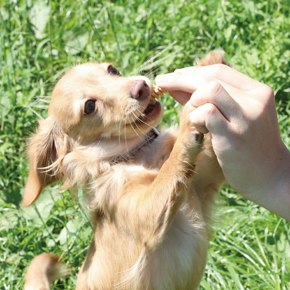 フォーキャンス デンティ・スリーフェアリー EX SSサイズ 体重1.5～3kg 超小型