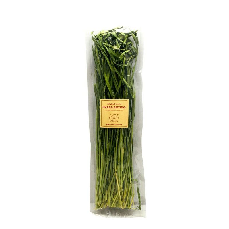 P2 牧草 ウィートヘイ ヤング ストレート 40g