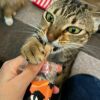 ドットにゃん 香りささみジャーキー 15g