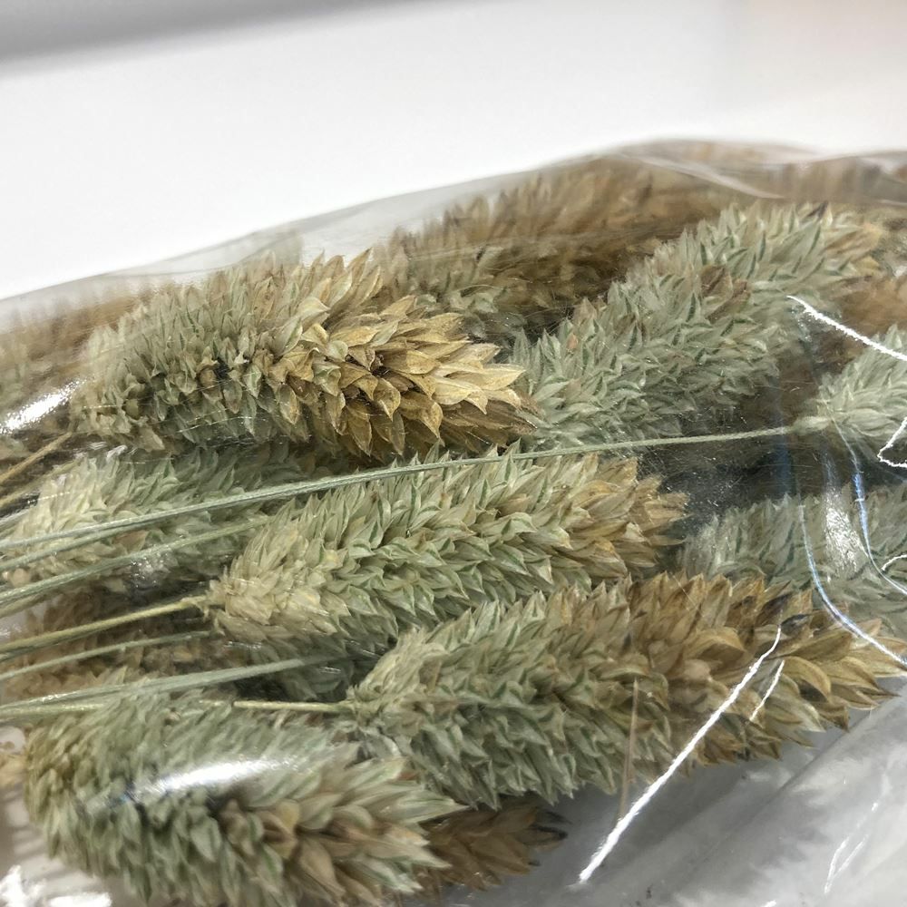 P2 国産 カナリーシードの穂 40g