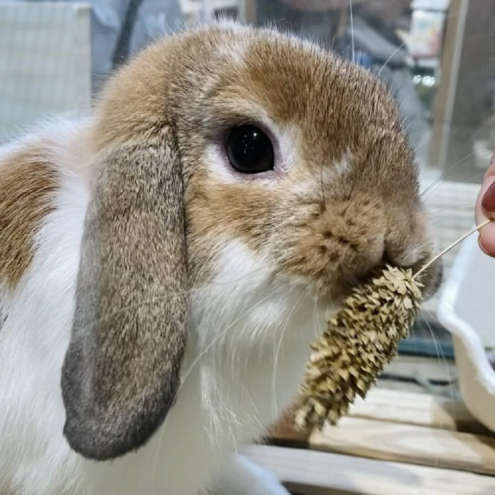 P2 国産 カナリーシードの穂 40g