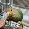 P2 国産 カナリーシードの穂 40g