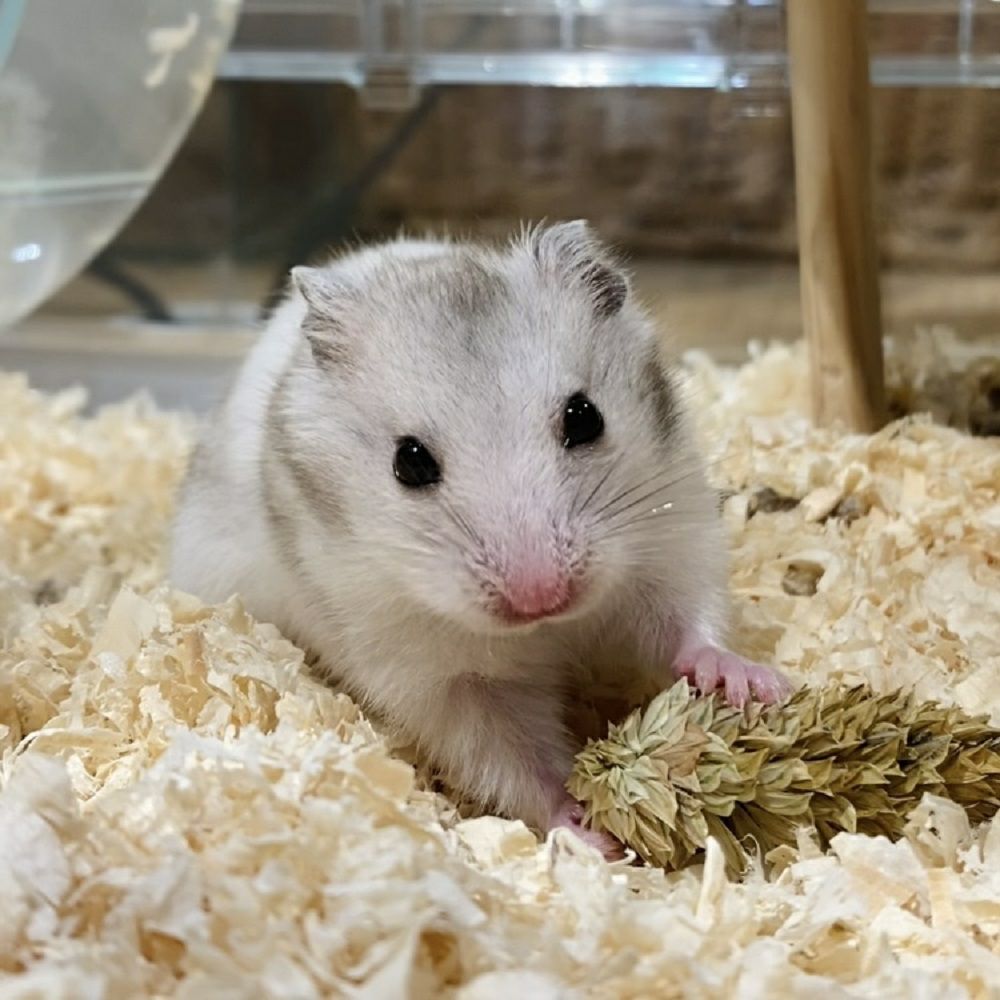 P2 国産 カナリーシードの穂 40g